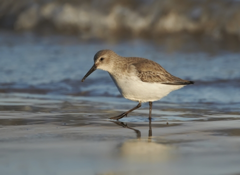 A dunlin walking through shallow water in an estuary