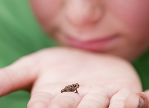 Toadlet on hand