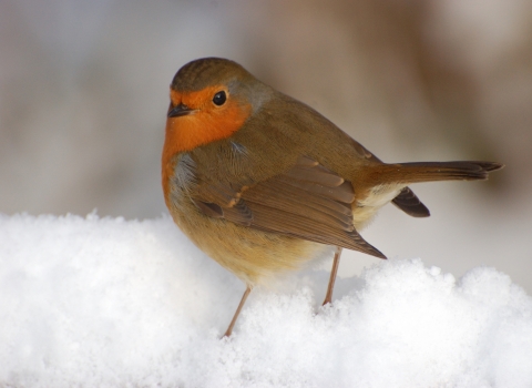 Robin in snow