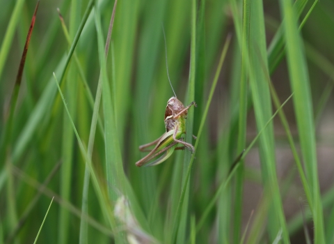 A bog bush cricket at Little Woolden Moss
