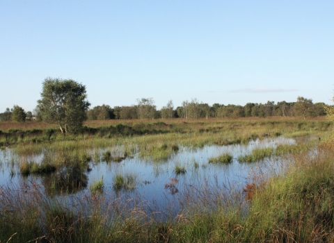 The boggy landscape of Cadishead Moss