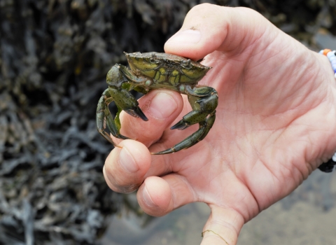 Shoresearch attendee holding up a shore crab found during the event