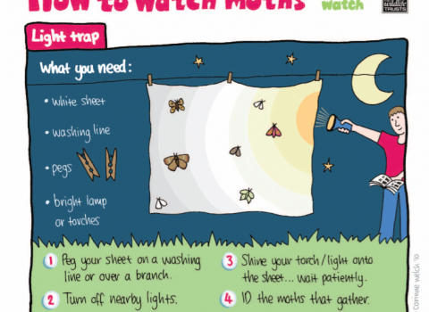 A guide to how to watch moths using a light trap