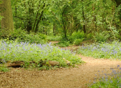 An accessible path through a bluebell wood