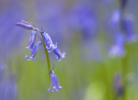 Sprigs of bluebells in a woodland