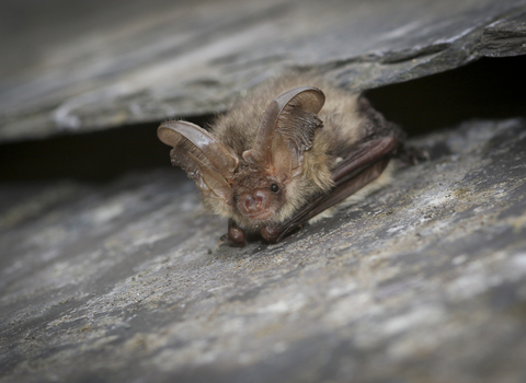 A brown long-eared bat resting on a roof tile