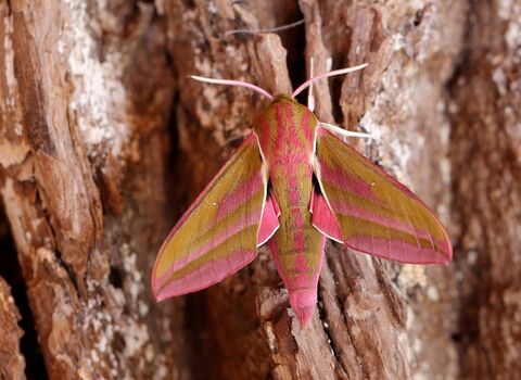 An elephant hawkmoth sitting on the trunk of the tree