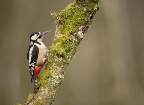 A great-spotted woodpecker climbing up the trunk of a mossy tree
