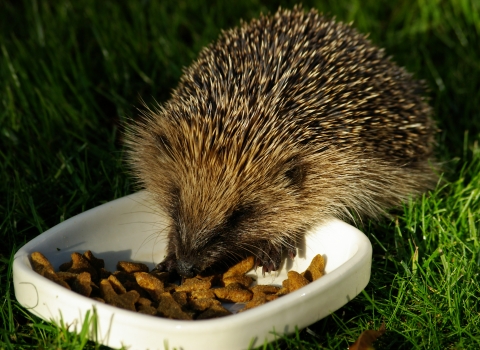A hedgehog eating cat food in a garden at night