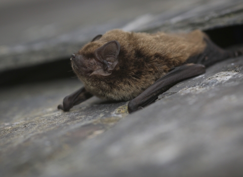 A bat emerging from underneath some roof tiles