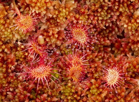 Close-up of the mossland plant round-leaved sundew