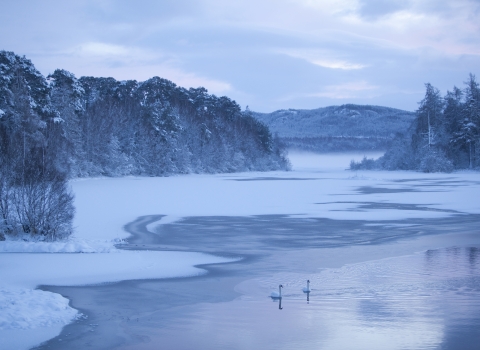 Two swans swimming across a frozen lake at sunrise