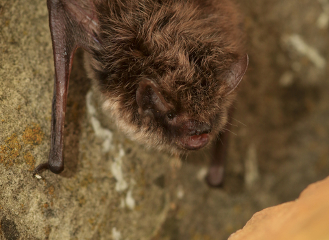 A whiskered bat clinging to a rock upside down