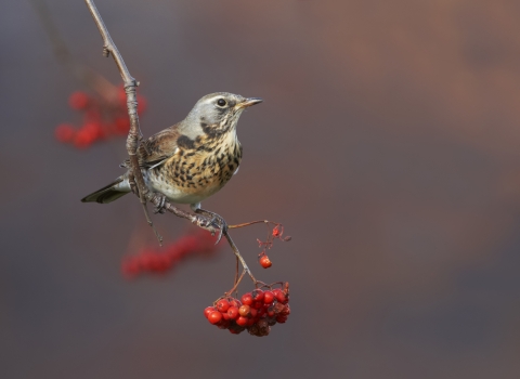 A fieldfare sitting on a branch covered in red berries
