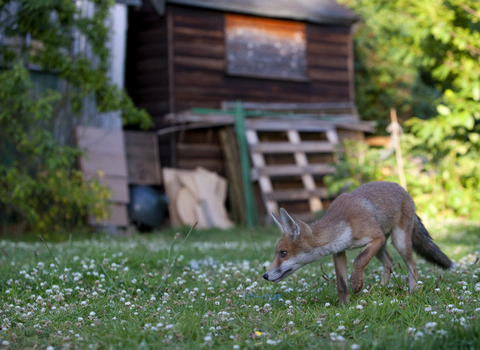 A young fox walking past a garden shed