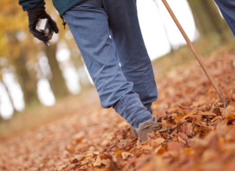 Autumn leaves walk