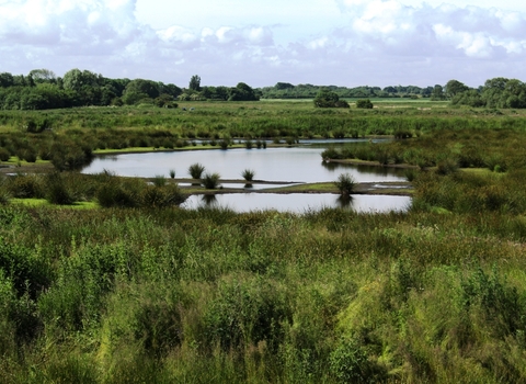 Ponds and pools at Lunt Meadows nature reserve surrounded by lush vegetation