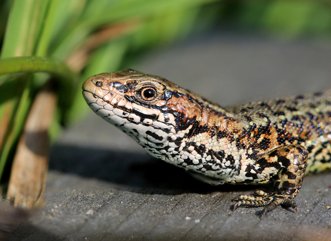 A common lizard displaying striking black-spotted markings