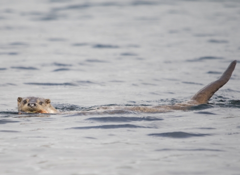 An otter swimming with its head and tail above water
