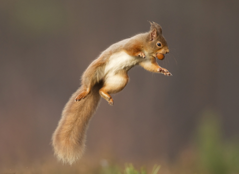 A red squirrel jumping into the air with a nut in its mouth