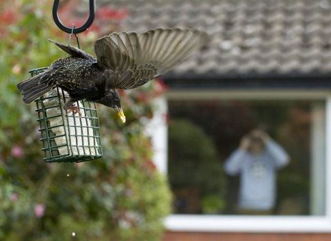 A starling flying away from a suet feeder while someone watches from their window