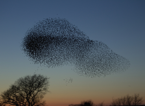 A murmuration of starlings flying over trees at sunet