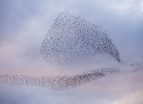 Starlings forming intricate shapes as they murmurate