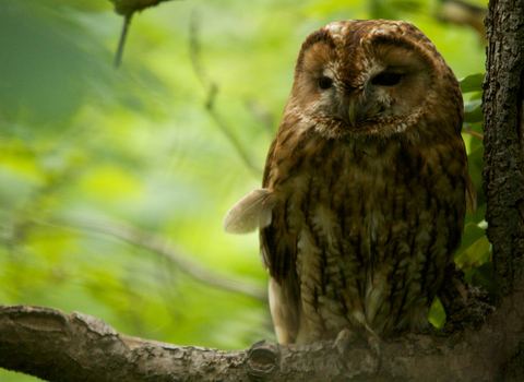 A tawny owl sleepily perched in a tree