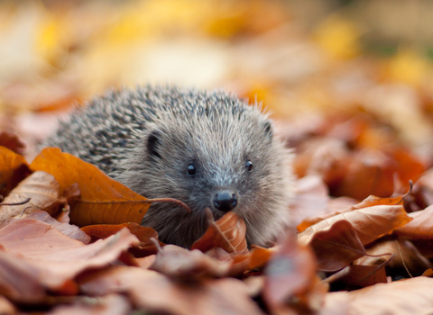 A hedgehog walking through fallen autumn leaves