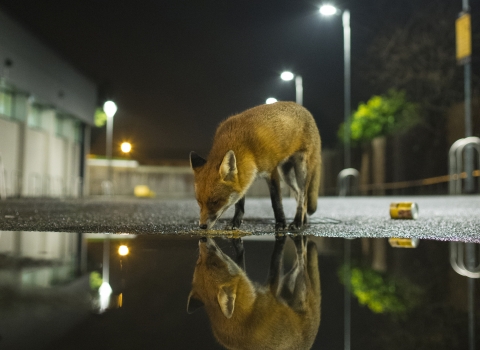 Fox (c) Jamie Hall
