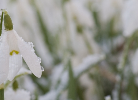 Snowdrops (c) Katrina Martin/2020VISION