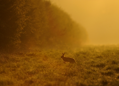 A brown hare bounding across a field towards the hedgeline at sunrise