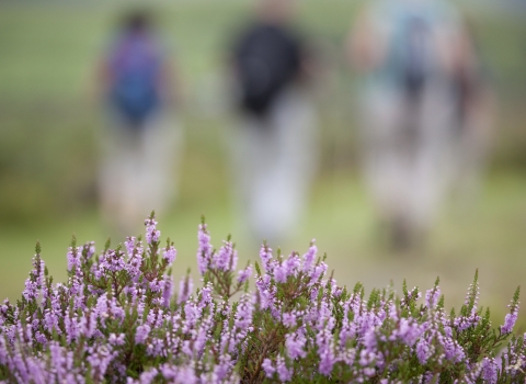People walking into the distance in front of a clump of heather