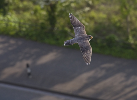 An urban peregrine falcon flying over a street