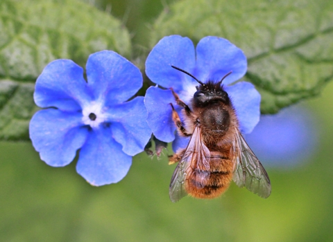 A red mason bee feeding from blue wildflowers