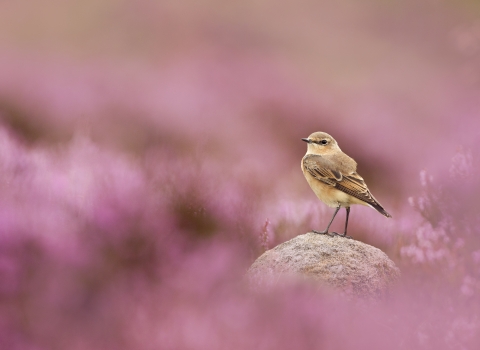 A female wheatear standing on a rock amongst a sea of pink heather