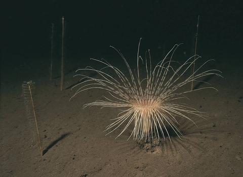 Sea pens and a fireworks anemone on the deep sea floor