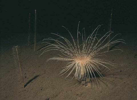 Sea pens and a fireworks anemone on the deep sea floor