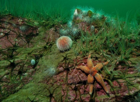 Sea urchins and starfish resting on the bottom of the ocean