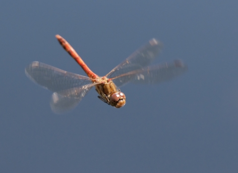 A common darter dragonfly flying through the air at high speed