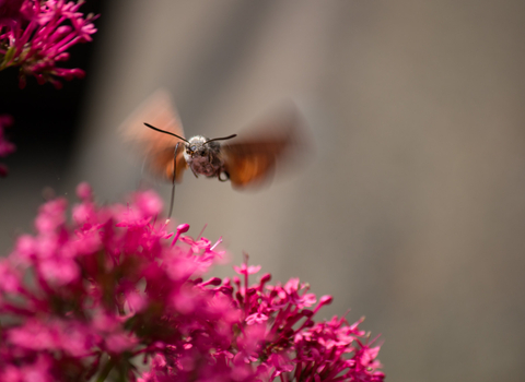 A hummingbird hawkmoth feeding on pink flowers in a garden