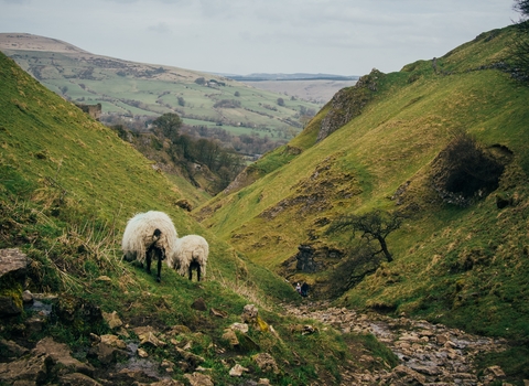 Sheep eating grass in Cave Dale in Derbyshire