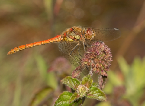 A common darter dragonfly resting on vegetation
