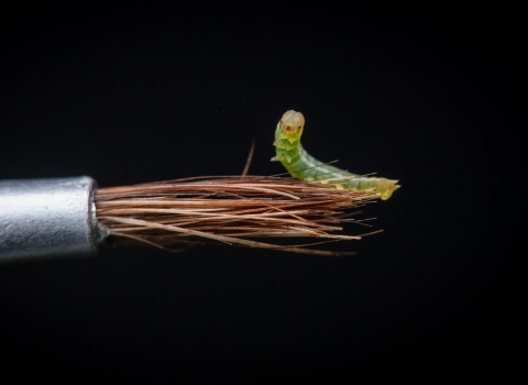 A tiny green newborn large heath caterpillar sits on a paintbrush