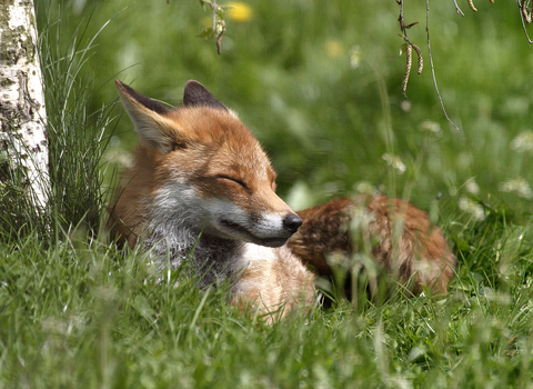 A fox sunbathing at Lancashire Wildlife Trust's Aughton Woods nature reserve