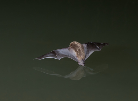 Daubenton's Bat