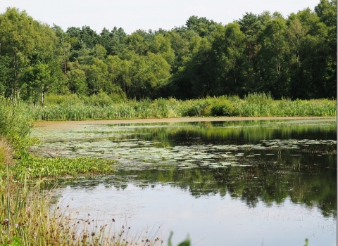 A lake at Mere Sands Wood on a peaceful sunny day