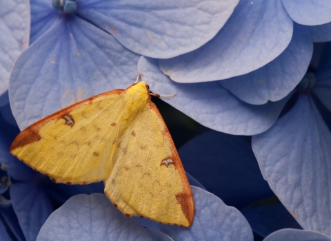 A brimstone moth resting on blue hydrangea flowers