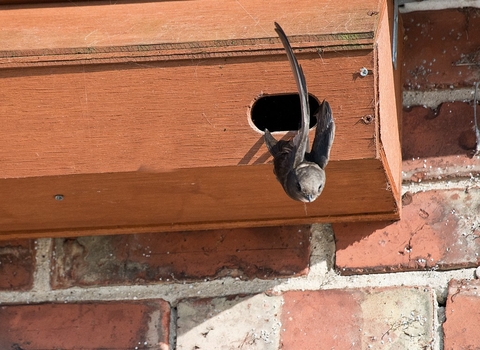 A swift flying out of its wooden nest box