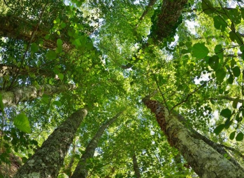 Life of a Tree